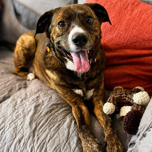Photo of Jackson *FOSTER NEEDED TOO, adoptable senior Retriever in Atlanta, Georgia