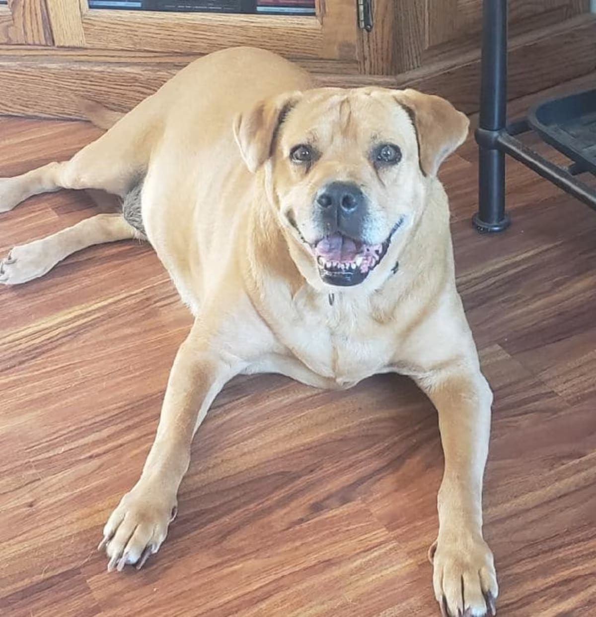 Photo of Sissy, adoptable senior Shar Pei in Holland, Michigan