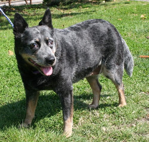 Photo of Blue Sassy, adoptable senior Australian Cattle Dog/Blue Heeler in Franklin, Tennessee