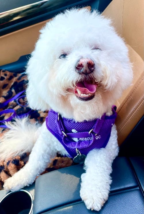 Photo of Louis #428, adoptable senior Bichon Frise in Placentia, California