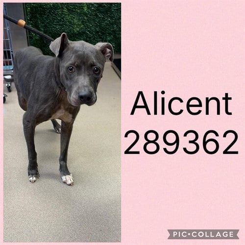 Photo of Alicent, adoptable senior Pit Bull Terrier in Macon, Georgia