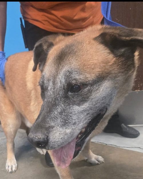 Photo of Pop Pop, adoptable senior Anatolian Shepherd in Bakersfield, California