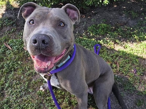 Photo of Raven, adoptable senior American Staffordshire Terrier in Ocala, Florida