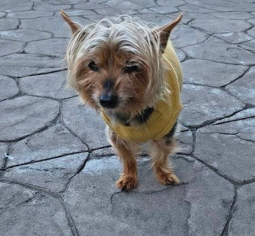 Photo of A Elliott, adoptable senior Yorkshire Terrier Yorkie in Allentown,, Pennsylvania