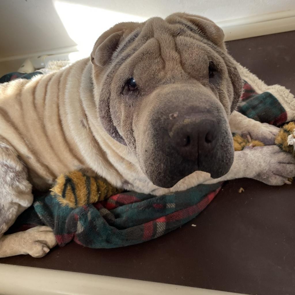 Photo of Fawkes, adoptable senior Chinese Shar-Pei in Kanab, Utah