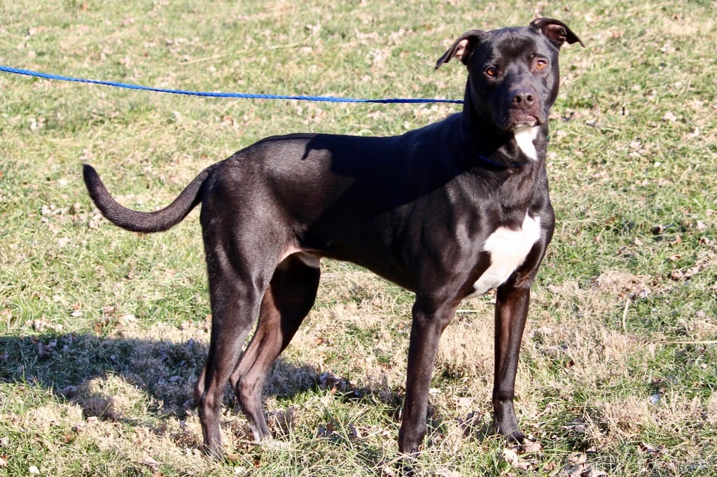 Photo of Poitier, adoptable senior Mixed Breed in Brazil, Indiana