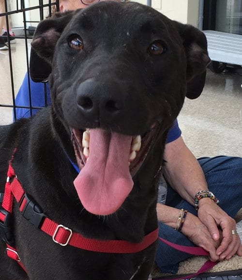 Vicky, adoptable senior Labrador Retriever in Gun Barrel City, TX