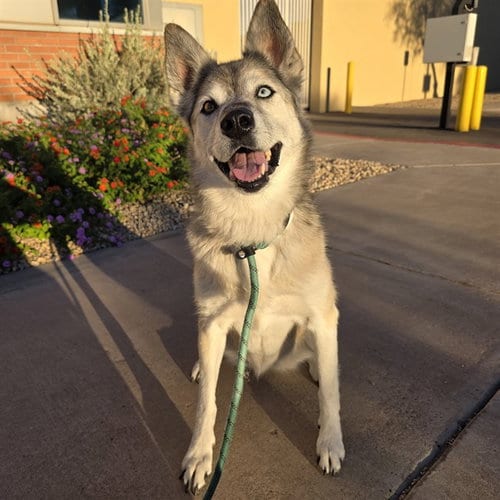 Photo of Deja, adoptable senior Siberian Husky in Mesa, Arizona