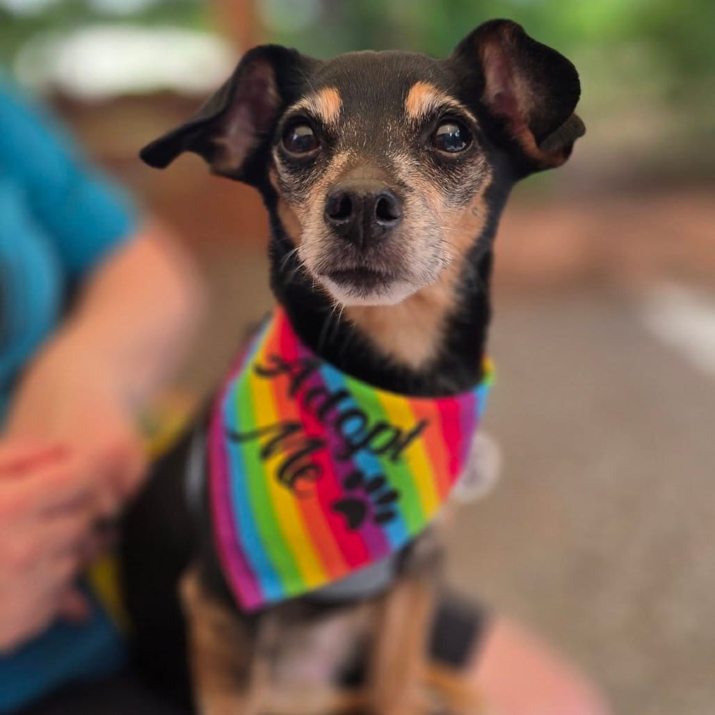 Photo of Peggy, adoptable senior Chihuahua in Raleigh area, North Carolina