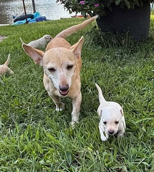 Photo of CeCe (AL), adoptable senior Chihuahua in New York, New York