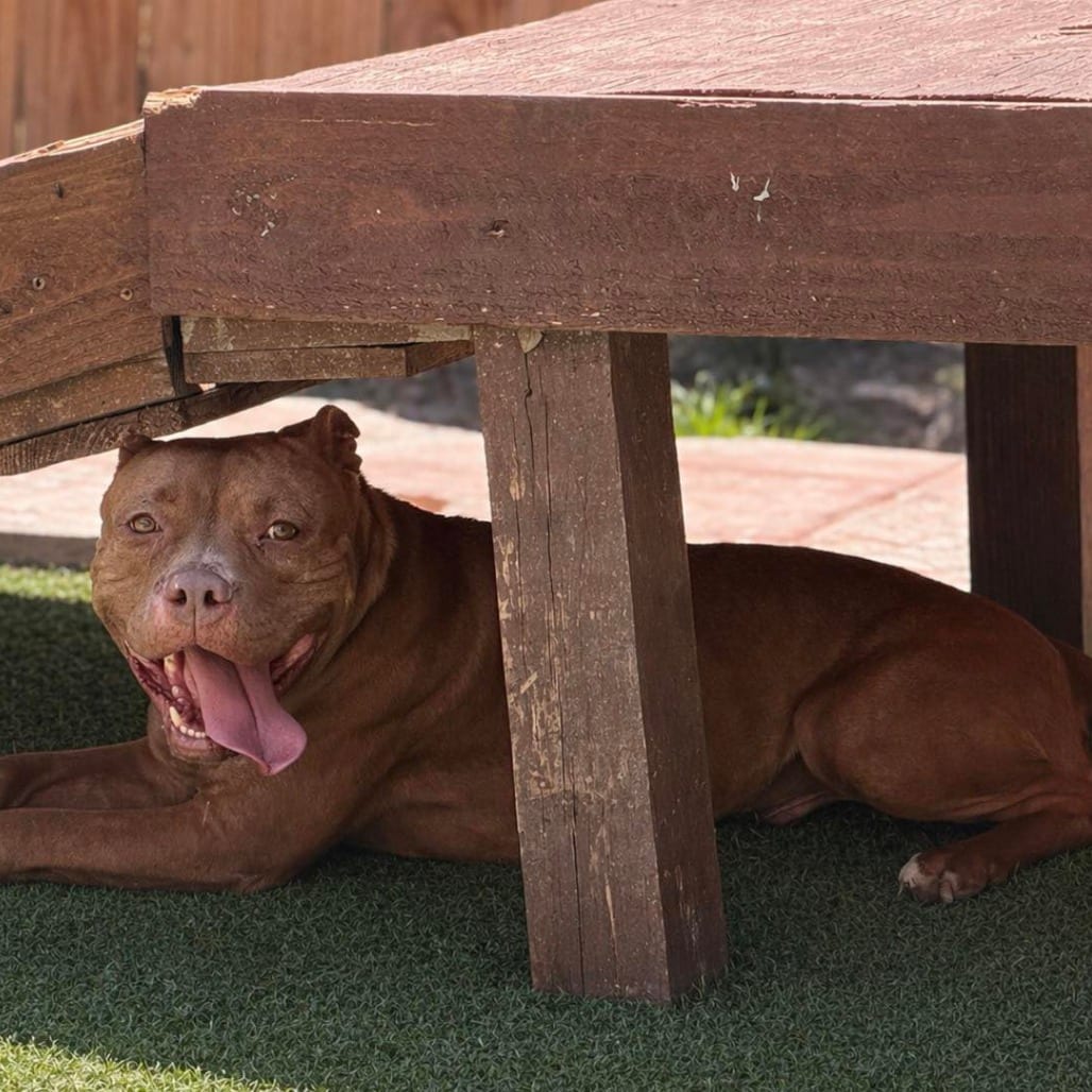 Photo of Honey "Reddy", adoptable senior Terrier, Pit Bull / Mix in Weatherford, Texas