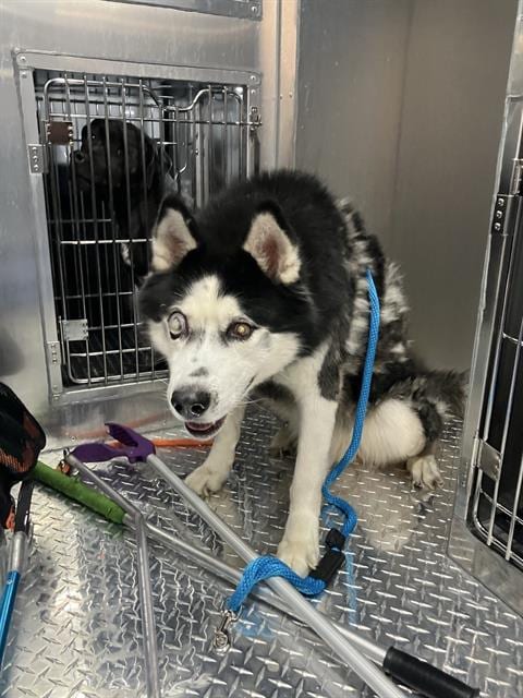 Photo of Smokey, adoptable senior Alaskan Malamute