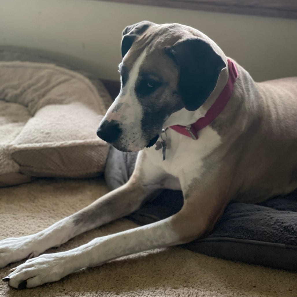 Photo of Pandora - Home to Home, adoptable senior Great Dane in South Elgin, Illinois