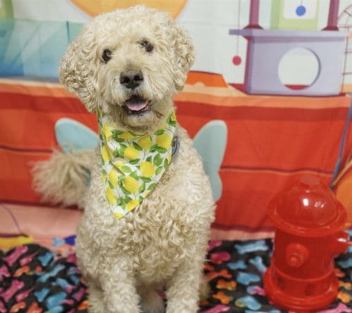 Photo of Jasper, adoptable senior Poodle (Standard) in Placerville, California