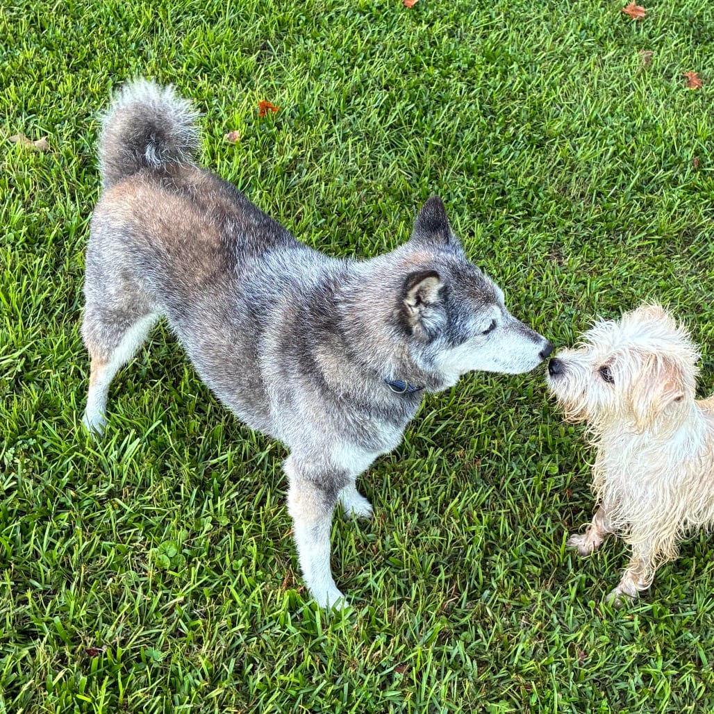 Photo of Wubbzy, adoptable senior Terrier / Mixed Breed (Small) in Gainesville, Florida