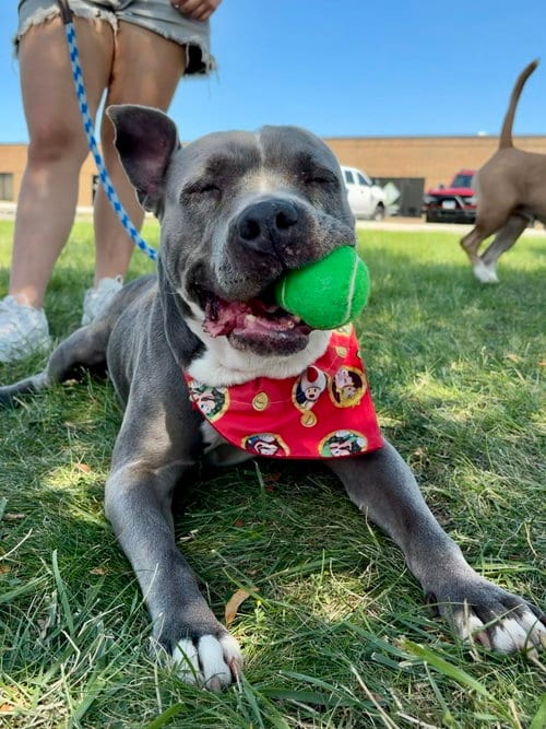 Photo of Lola, adoptable senior American Pit Bull Terrier in Wauconda, Illinois