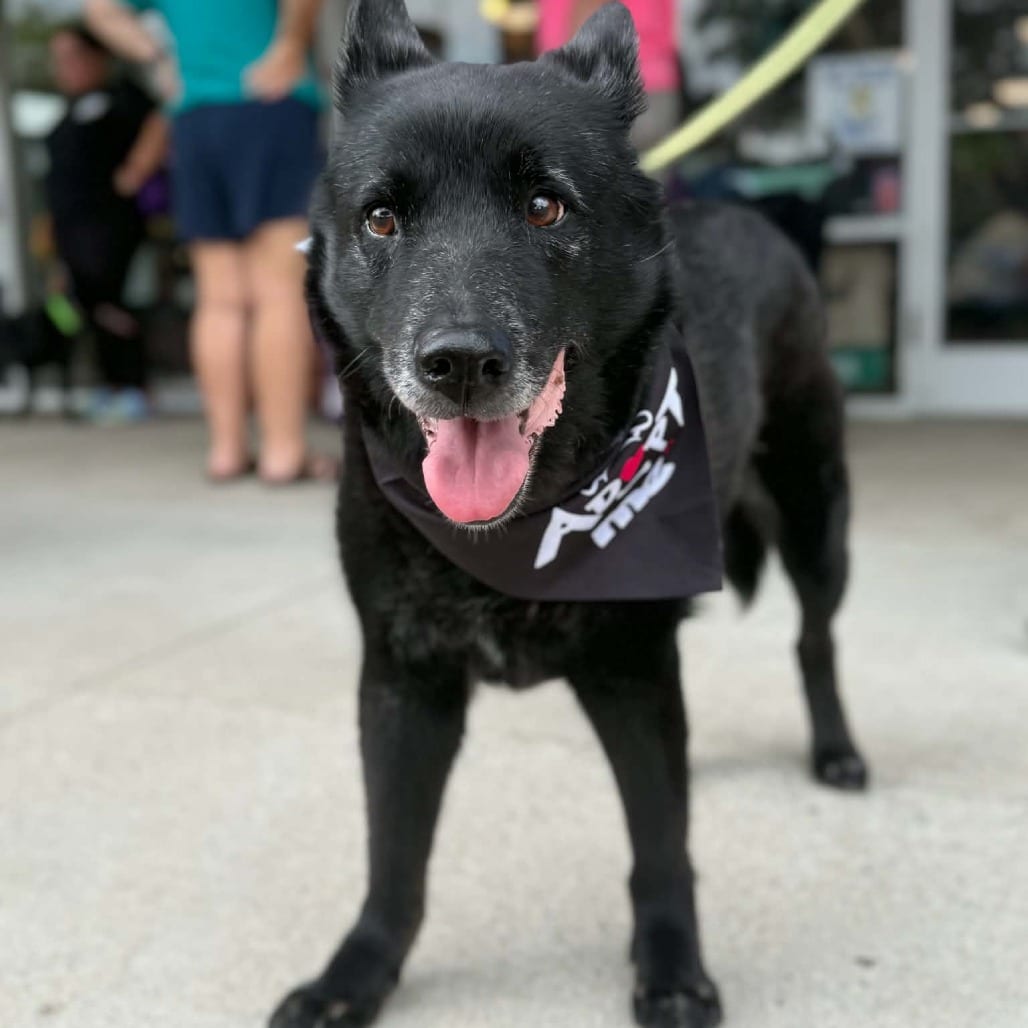 Photo of Mrs. Brisby, adoptable senior Mixed Breed (Medium) in Raleigh area, North Carolina