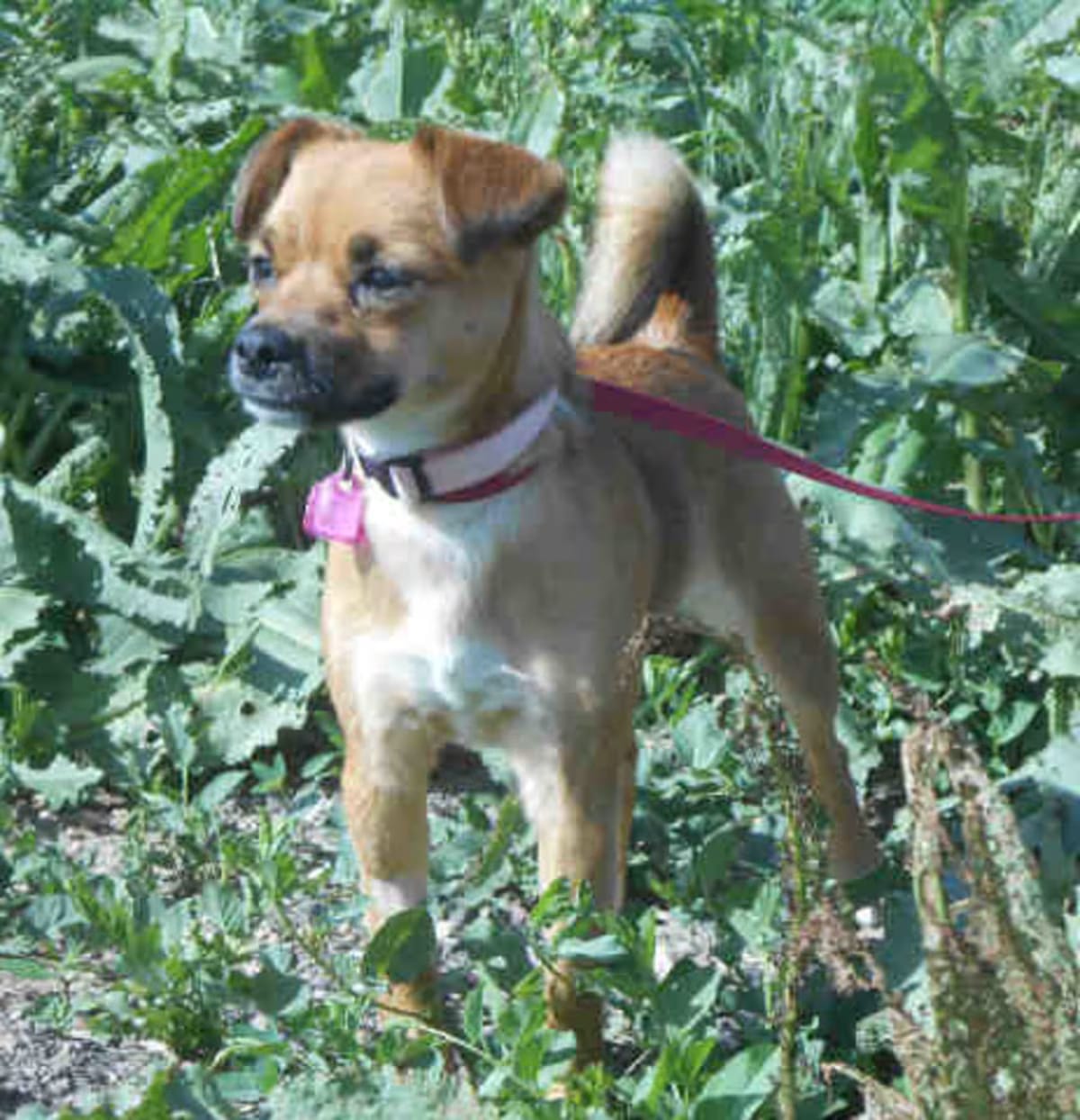 Photo of Meeka, adoptable senior Pug/Beagle in Loveland, Colorado