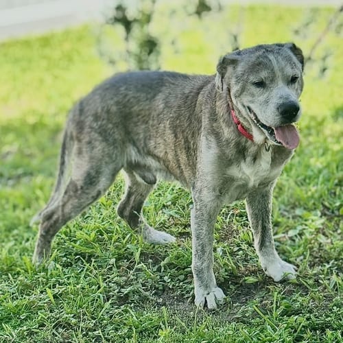 Photo of Koi, adoptable senior Husky in Osteen, Florida