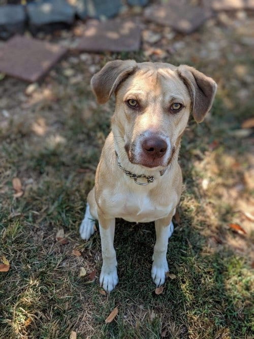 Deacon, adoptable senior Terrier in Greensboro, NC