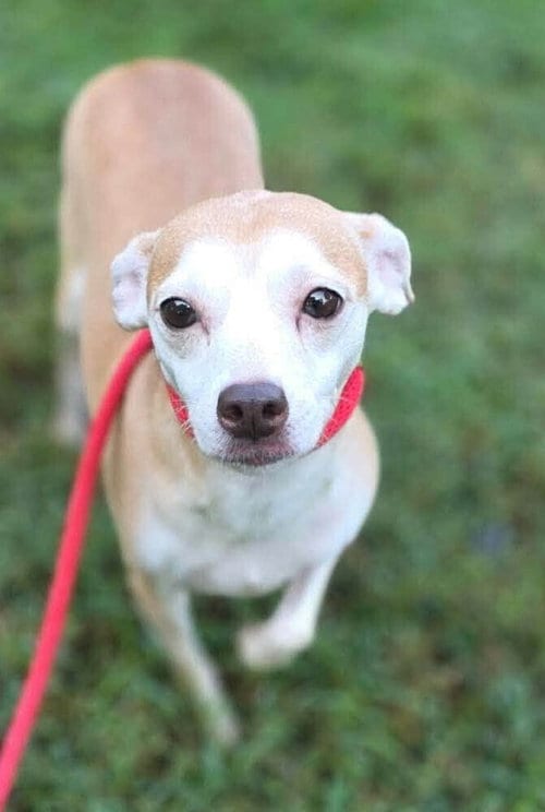 Photo of Darci (AL), adoptable senior Chihuahua in New York, New York