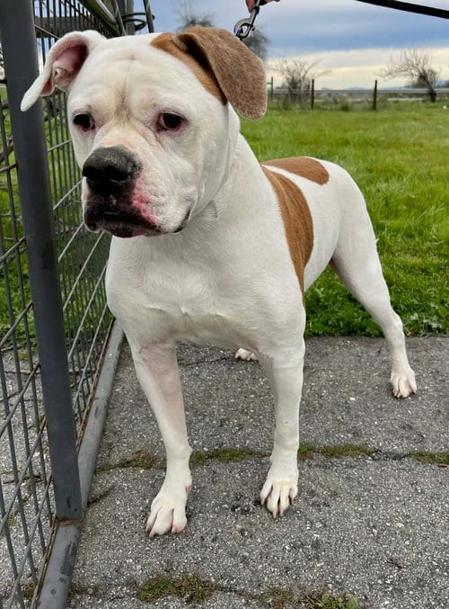 Photo of Bella, adoptable senior American Bulldog in Woodland Hills, California