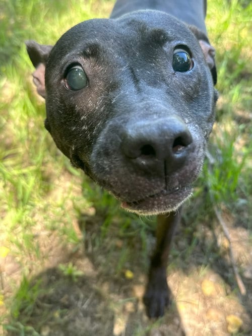 Photo of Hazel, adoptable senior American Staffordshire Terrier in Jackson, Mississippi