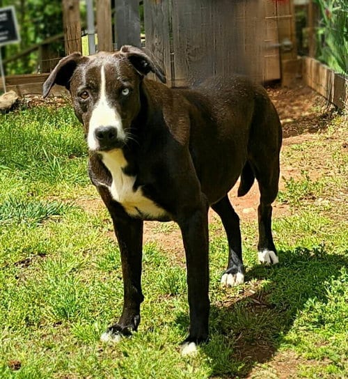 Photo of Moo Moo, adoptable senior Catahoula Leopard Dog in Greenville, South Carolina