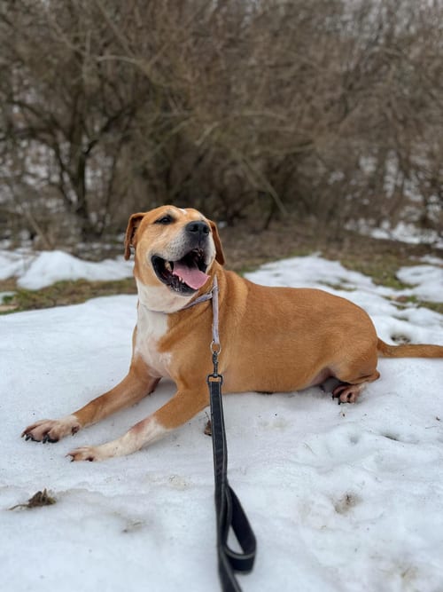 Photo of Spike, adoptable senior Pit Bull Terrier in Elkins, West Virginia