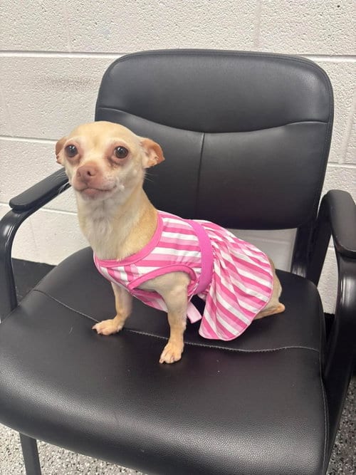 Photo of Chicken Tender, adoptable senior Chihuahua in Front Royal, Virginia