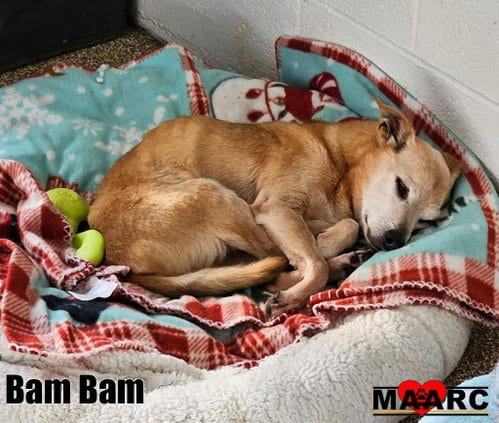 Photo of Bam Bam, adoptable senior Chihuahua in Maryville, Tennessee