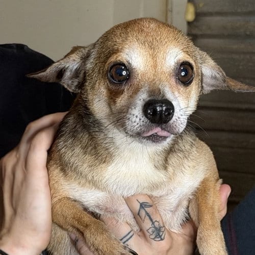 Photo of Nelly, adoptable senior Chihuahua in Yardley, Pennsylvania
