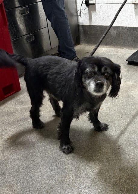 Photo of Avery, adoptable senior Pomeranian in Forestville, Maryland