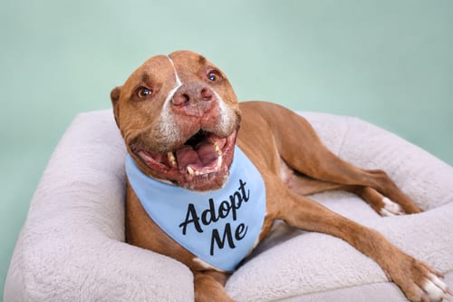 Photo of Bam Bam, adoptable senior Pit Bull Terrier in Inglewood, California
