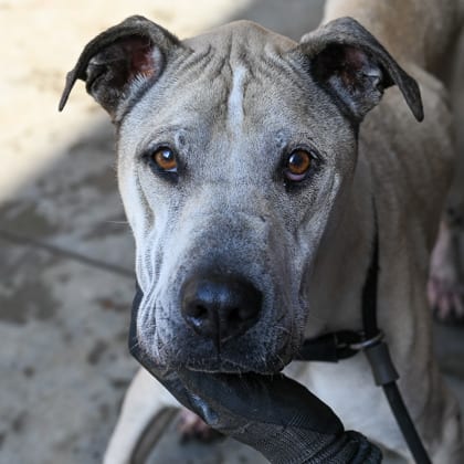 Photo of Paulo, adoptable senior dog in Chamblee, Georgia