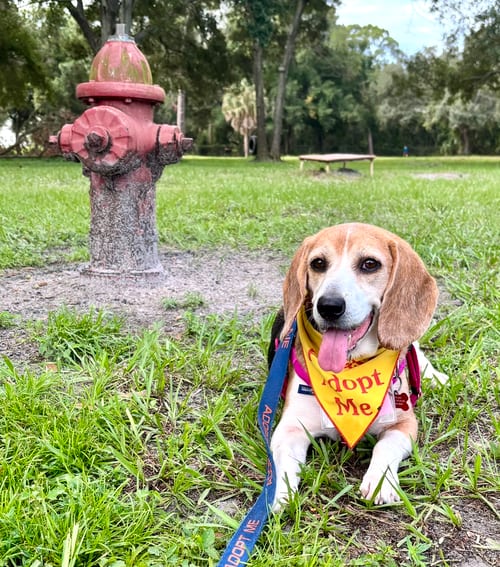 Photo of Granny Franny, adoptable senior Beagle in Tampa, Florida