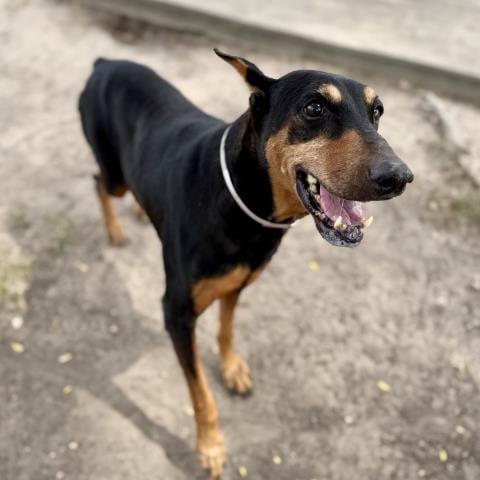 Photo of Stella, adoptable senior Doberman Pinscher in Conroe, Texas