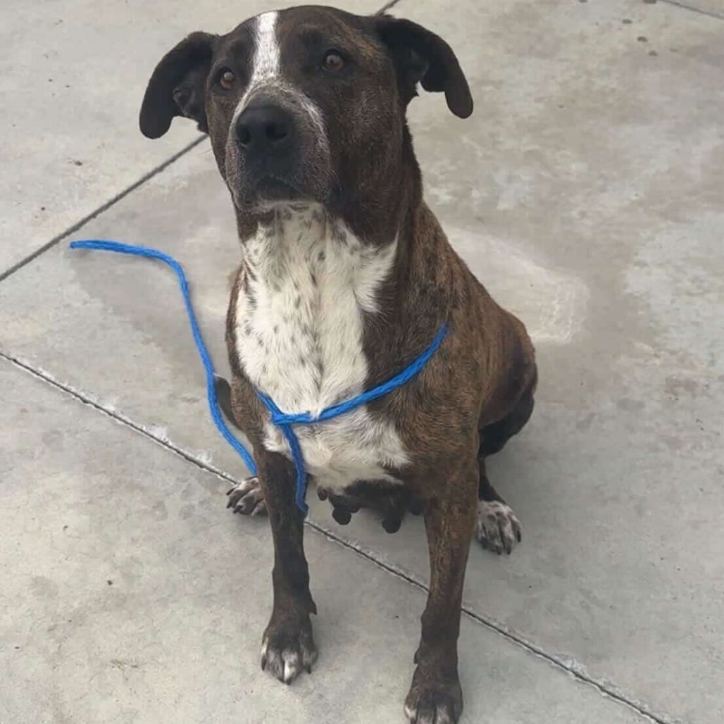 Photo of Dorothy, adoptable senior Terrier, Pit Bull / Mixed Breed (Medium) in California, California