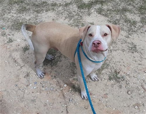 LEMON, adoptable senior Pit Bull Terrier in Green Cove Springs, FL