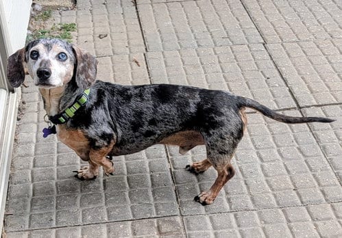 Photo of Arnie, adoptable senior Dachshund in Sioux Falls, South Dakota