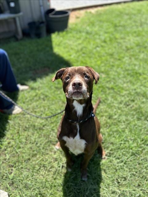 Photo of ET, adoptable senior Labrador Retriever in Lacombe, Louisiana