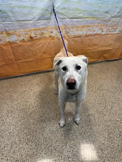 Photo of Leo, adoptable senior Labrador Retriever in Miami, Florida