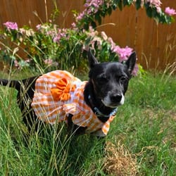 Photo of Precious SMG, adoptable senior Chihuahua Dachshund in Richfield, Minnesota