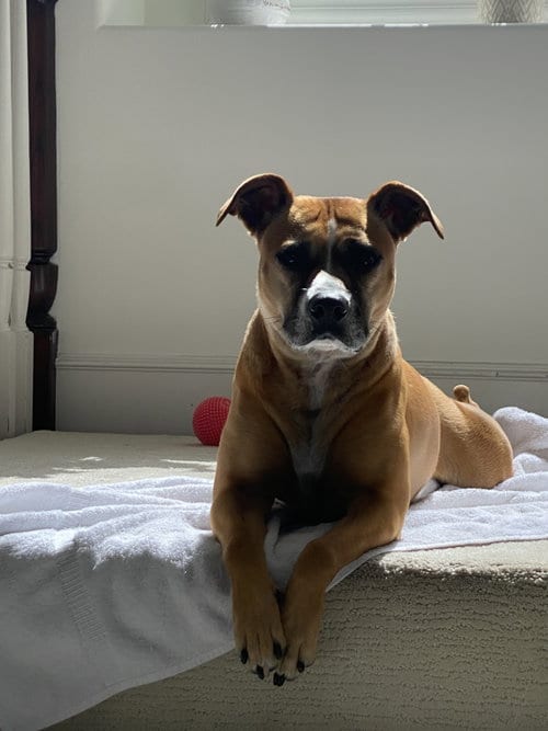 Photo of Shea, adoptable senior Boxer in Dana Point, California