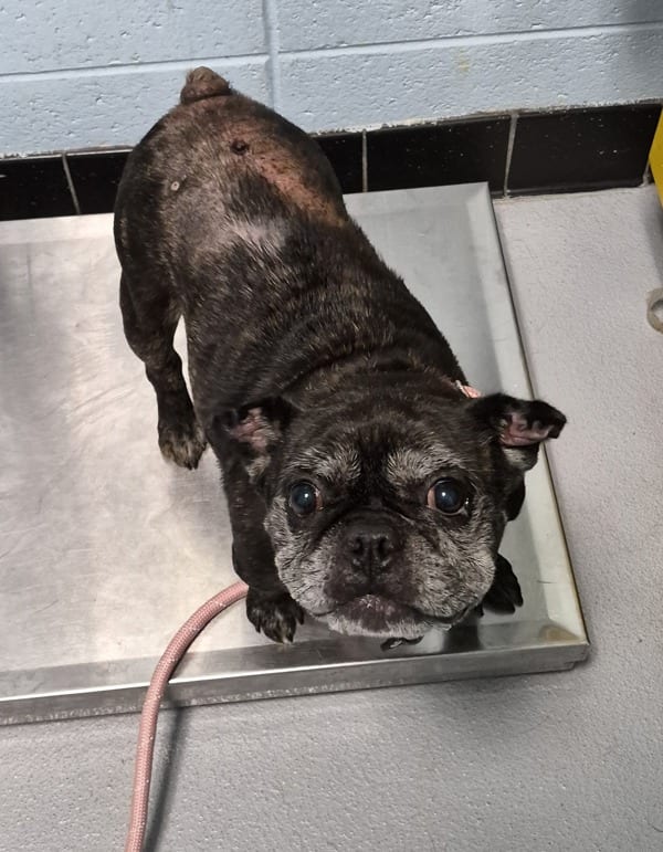 Photo of Myers, adoptable senior French Bulldog cross in Lawrenceville, Georgia