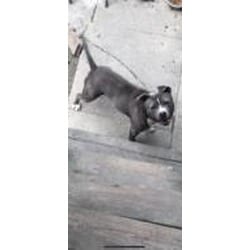 Photo of Pablo, adoptable senior Mixed Breed (Medium) in New Castle, Delaware