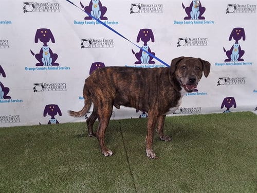 Photo of Miles, adoptable senior Pit Bull Terrier in Orlando, Florida