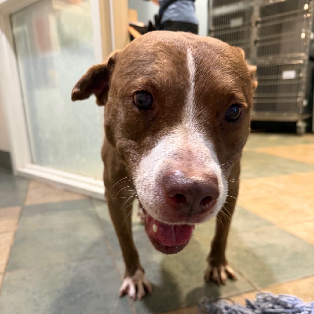 Photo of Sam, adoptable senior Mixed Breed (Large) in Chattanooga, Tennessee