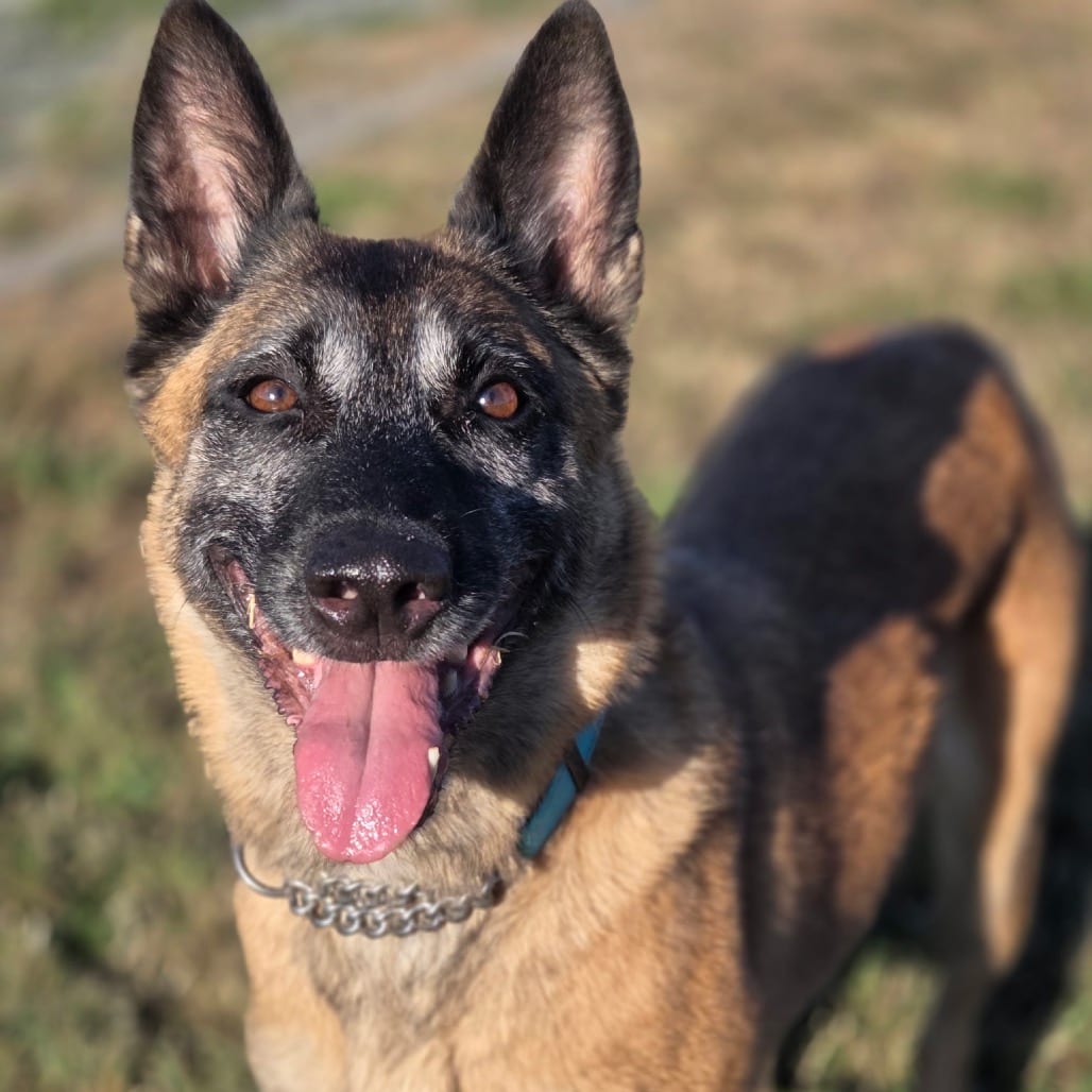 Photo of Isabella, adoptable senior Malinois, Belgian in Port Angeles, Washington