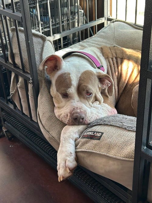 Photo of Princess, adoptable senior Mastiff in San Diego, California